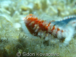 A Fire Worm picture
island korcula
10m deep by Sidon Kovacevic 